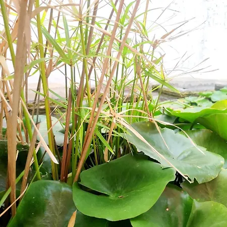 Апартаменты Sweet Dreams