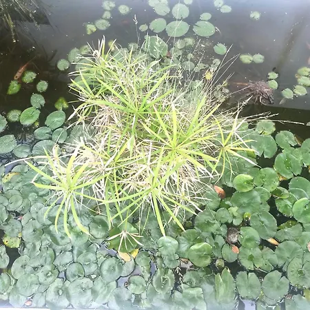 Sweet Dreams Санта-Брихида