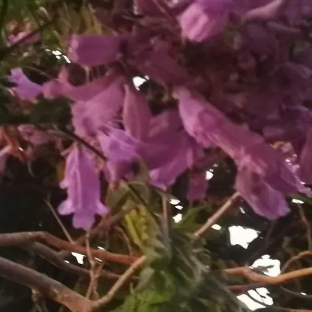 Sweet Dreams * Санта-Брихида